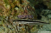 Plotosus lineatus-Pasar wajo Mandarin city-10m-20180602nuit-Denis-ADER-DSC_3497_tn